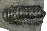 Detailed Crotalocephalina Trilobite - Atchana, Morocco #345025-2